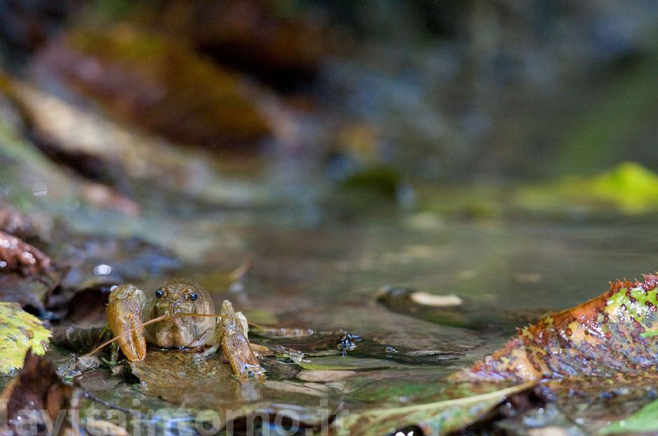 gambero di fiume #3