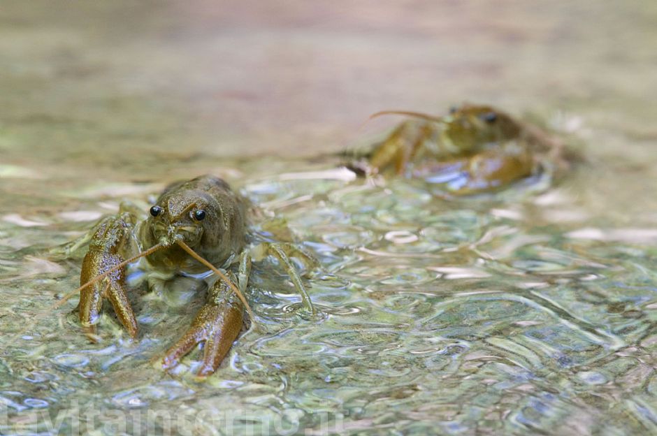 gamberi di fiume