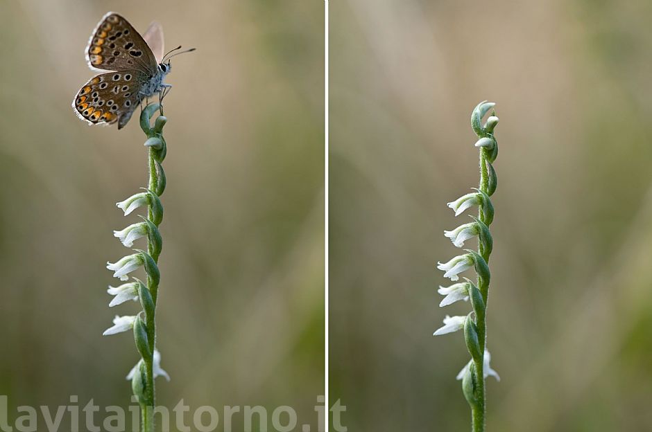 fuga da Spiranthes spiralis