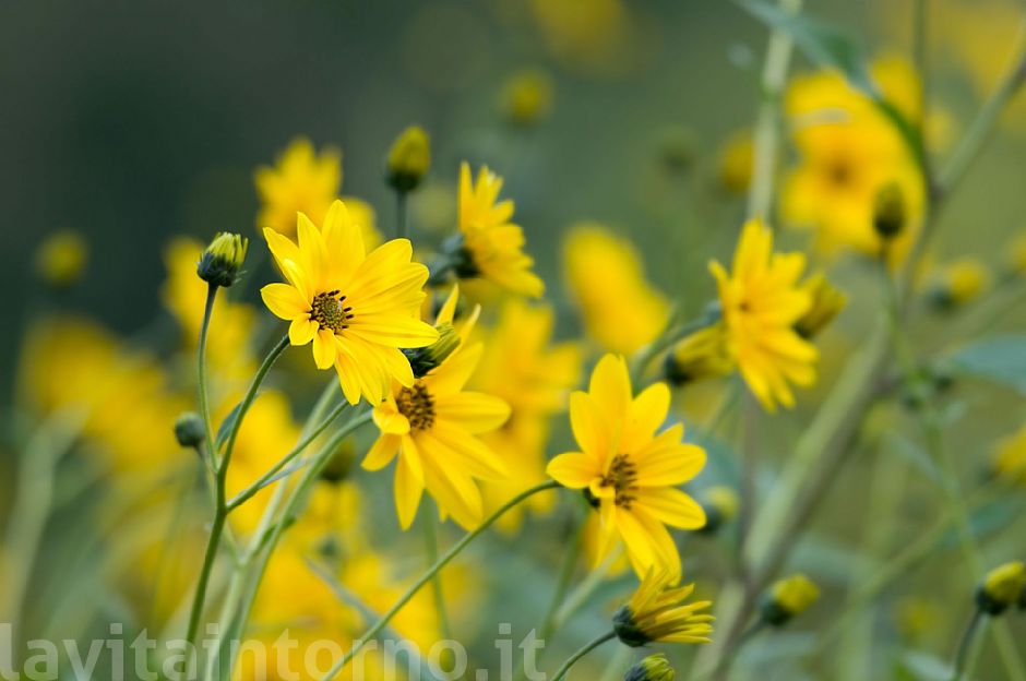 Helianthus tuberosum: confusione