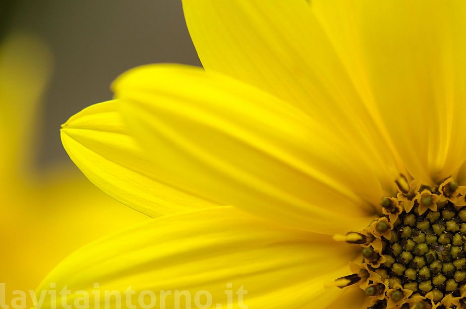 Helianthus tuberosum #2
