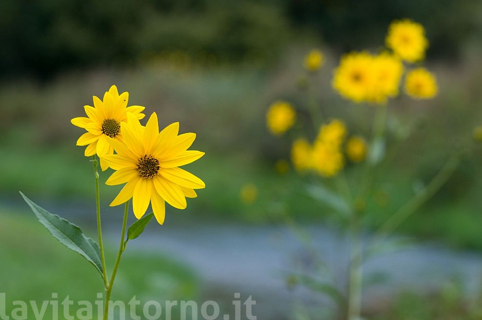 Helianthus tuberosum #3