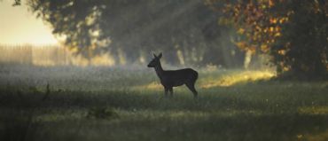 AUTORE: Ali e Radici Multivisioni AUTORE: Ali e Radici Multivisioni