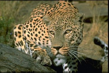 AUTORE: Merlino Multivisioni AUTORE: Merlino Multivisioni /