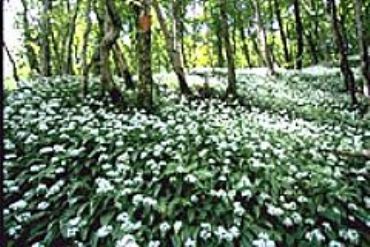 AUTORE: Merlino Multivisioni AUTORE: Merlino Multivisioni /