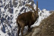 AUTORE: Fulvio Beltrando AUTORE: Fulvio Beltrando /