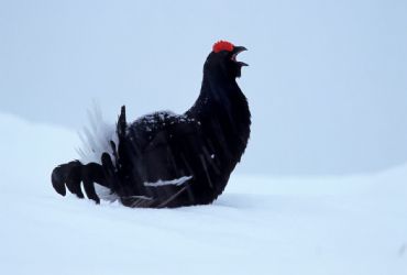 AUTORE: Roberto Valenti AUTORE: Roberto Valenti