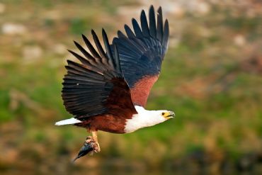 AUTORE: Ervin Skalamera AUTORE: Ervin Skalamera /