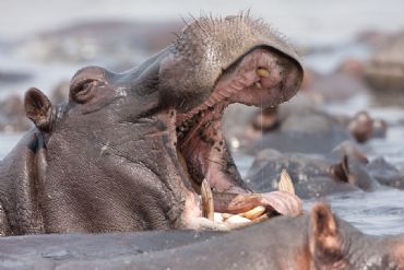 AUTORE: Roberto Valenti AUTORE: Roberto Valenti