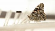 AUTORE: Clement Wirth AUTORE: Clement Wirth /