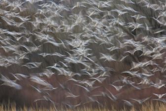 in un batter d'ali in un batter d'ali