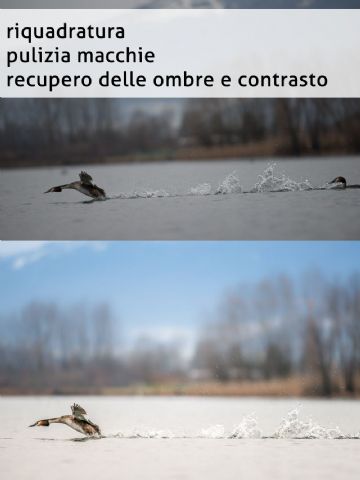 Contributo di Ali e Radici Multivisioni Contributo di Ali e Radici Multivisioni